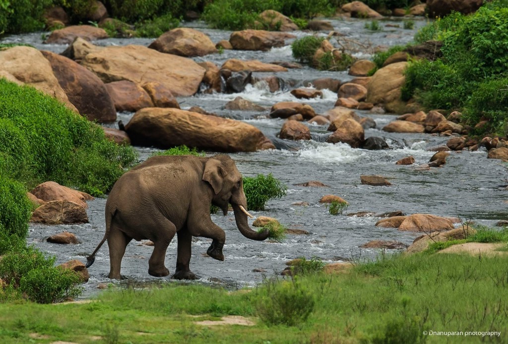 Anaimalai Wildlife Sanctuary, Topslip - The Pollachi Papyrus, Pollachi  Travel Guide, Pollachi Tourism, Valparai, Topslip