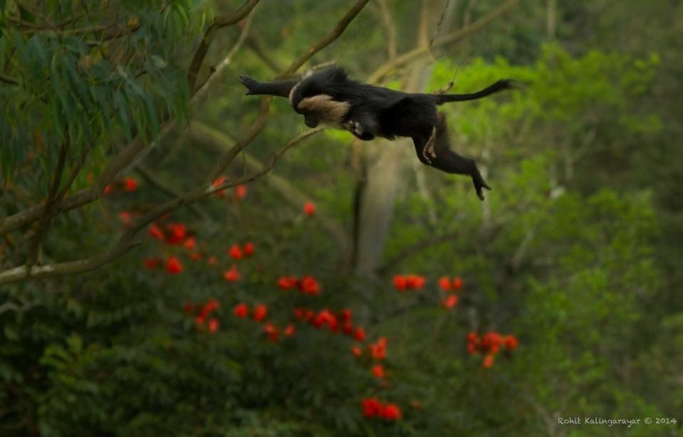 Thadam Nature and Wildlife Photography Tour at TopSlip - The