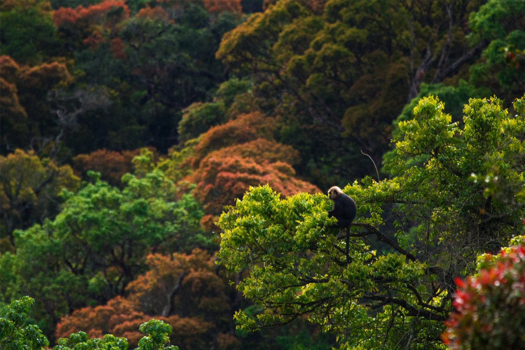 Thadam Nature and Wildlife Photography Tour at TopSlip - The