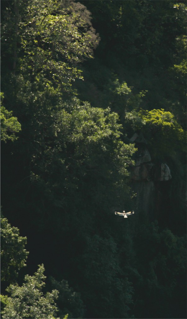 thadam nature and wildlife photography workshop, photogrpahy workshop, valparai, nilgiri tahr, polllachi tour, photogaphy tour, nature tour, waterfalls, aliyar, pollachi papyrus, TNWP,  