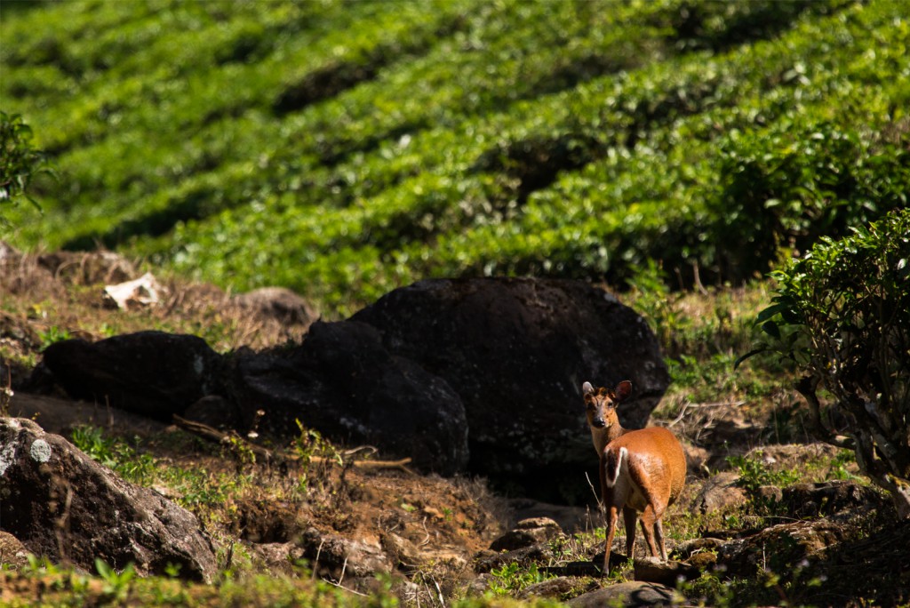 Thadam Nature and Wildlife Photography Tour at TopSlip - The