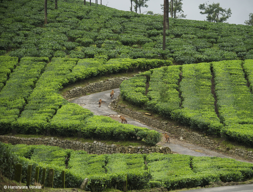 Thadam Nature and Wildlife Photography Tour at TopSlip - The