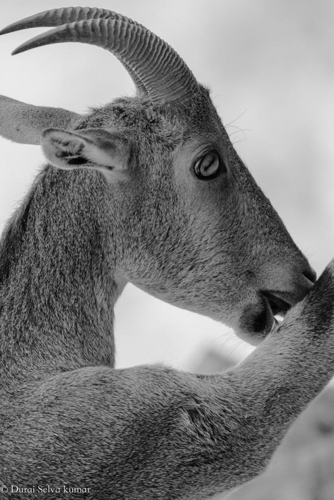 thadam nature and wildlife photography workshop, photogrpahy workshop, valparai, nilgiri tahr, polllachi tour, photogaphy tour, nature tour, waterfalls, aliyar, pollachi papyrus, TNWP,  