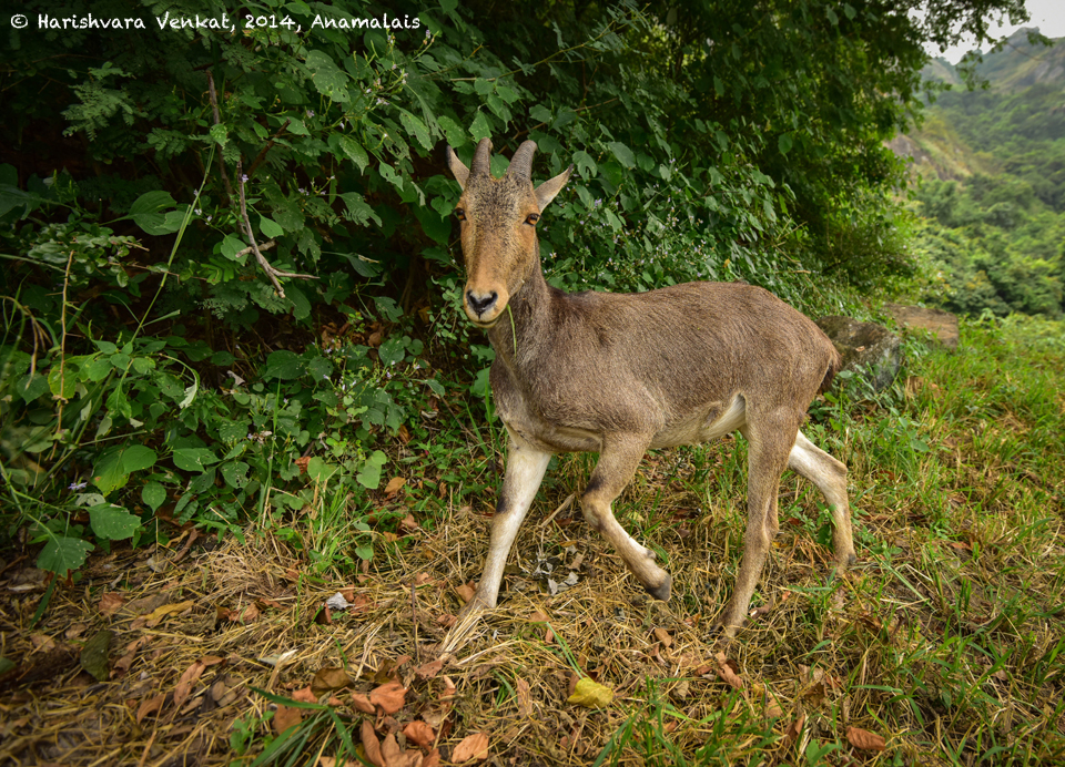 Thadam Nature and Wildlife Photography Tour at TopSlip - The