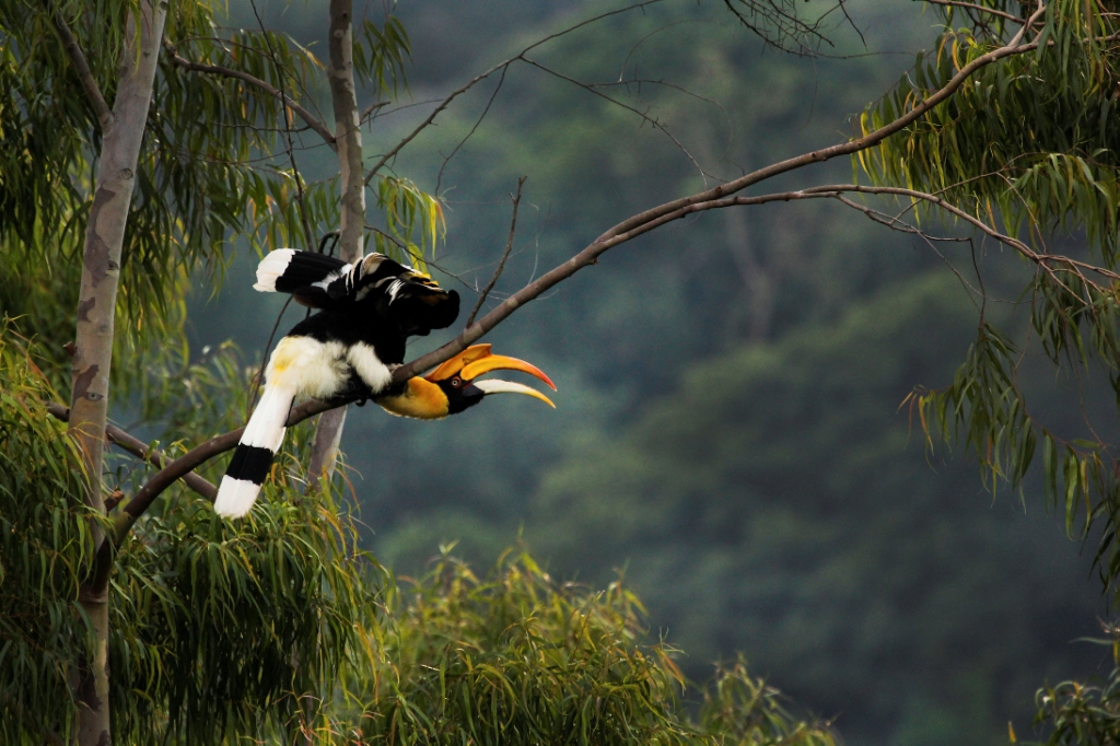 Thadam Nature and Wildlife Photography Tour with Harishvara Venkat - The Pollachi  Papyrus, Pollachi Travel Guide, Pollachi Tourism, Valparai, Topslip