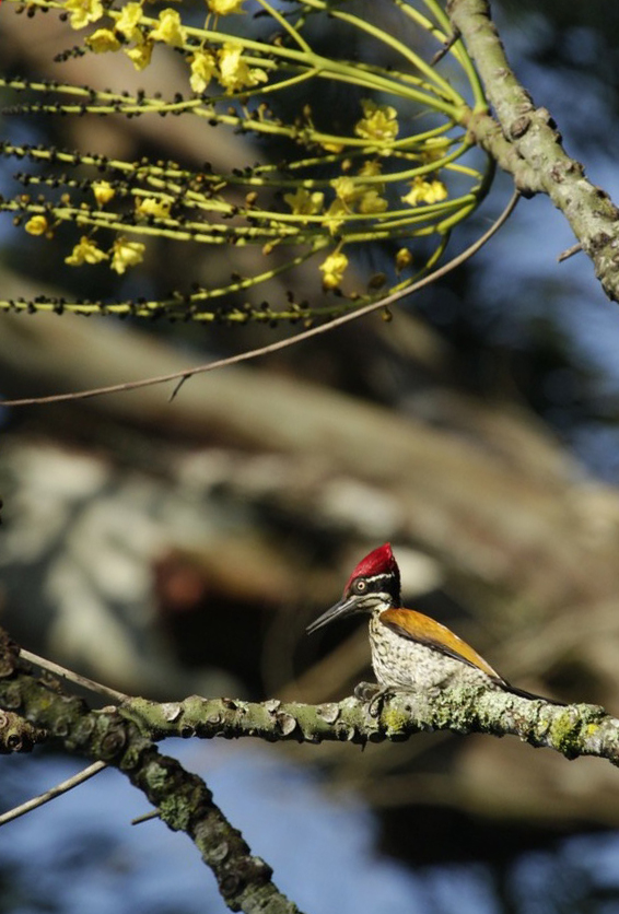 Thadam Nature and Wildlife Photography Tour at TopSlip - The