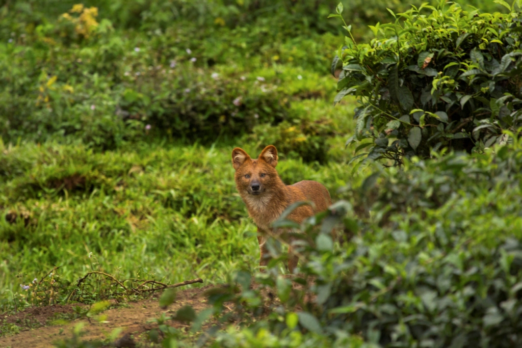 Thadam Nature and Wildlife Photography Tour at TopSlip - The