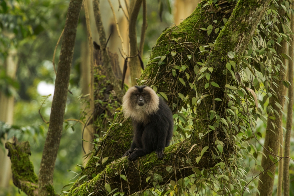 Thadam Nature and Wildlife Photography Tour at TopSlip - The