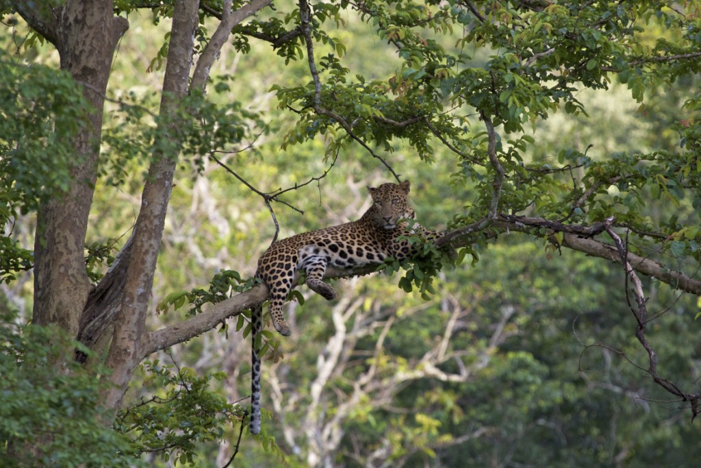 Kabini wildlfie tour, kabini, leopard, , thadam experiences, Pollachi, Coimbatore, photo tour, photography