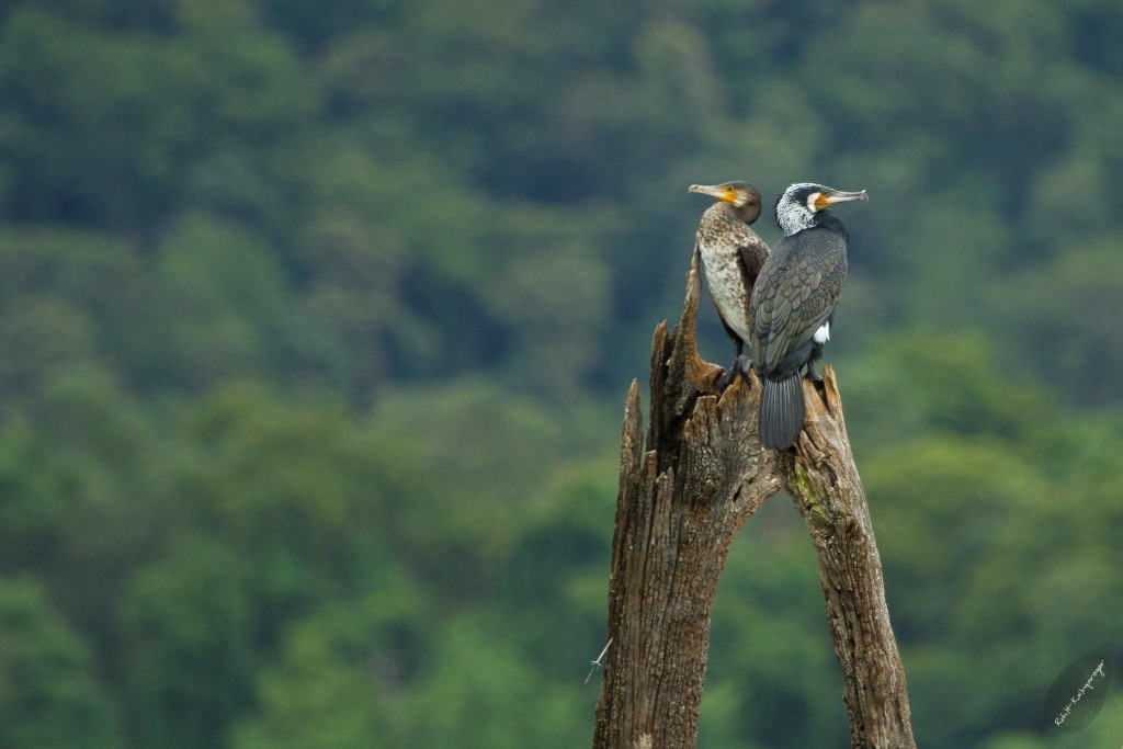 From the middle of the reservoir rises a tree, on the bare twigs of which GreatCormorants in plumage sat. As we reach the island, we see a small blue roof sticking out among the trees, our abode for the night.