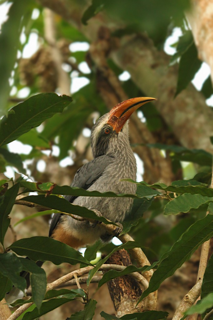 grey hornbill male