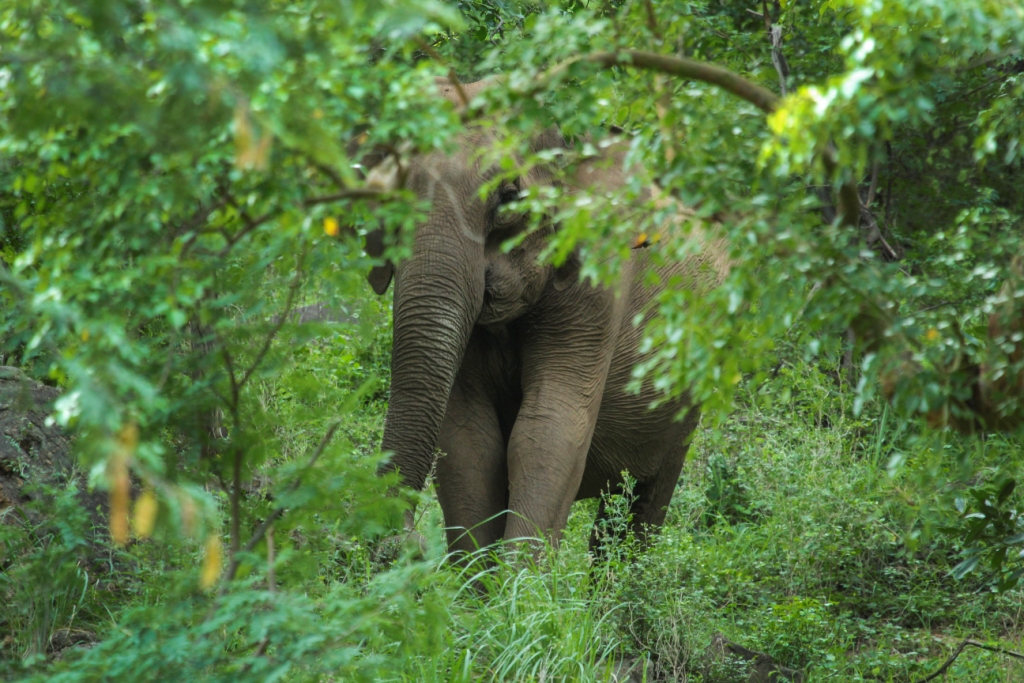 birdwatching, serenity resort, pollachi papyrus, thadam experiences, nature walk, sethumadai, pollachi travel, eco tourism, tour responsibly, elephants