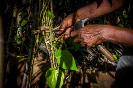 Green Grower grow-bags contain coir-dust/coir-pith/coir-peat as the main growing medium. Green Grower grow-bags can be supplied as plain coco-peat grow bags or can be supplied as a blend of coco-peat and coconut husk chips.