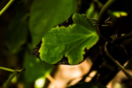 Green Grower grow-bags contain coir-dust/coir-pith/coir-peat as the main growing medium. Green Grower grow-bags can be supplied as plain coco-peat grow bags or can be supplied as a blend of coco-peat and coconut husk chips.