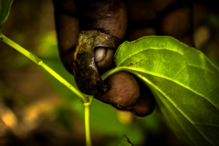 Green Grower grow-bags contain coir-dust/coir-pith/coir-peat as the main growing medium. Green Grower grow-bags can be supplied as plain coco-peat grow bags or can be supplied as a blend of coco-peat and coconut husk chips.