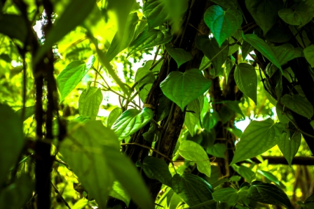 Green Grower grow-bags contain coir-dust/coir-pith/coir-peat as the main growing medium. Green Grower grow-bags can be supplied as plain coco-peat grow bags or can be supplied as a blend of coco-peat and coconut husk chips.