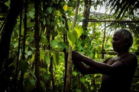 Green Grower grow-bags contain coir-dust/coir-pith/coir-peat as the main growing medium. Green Grower grow-bags can be supplied as plain coco-peat grow bags or can be supplied as a blend of coco-peat and coconut husk chips.