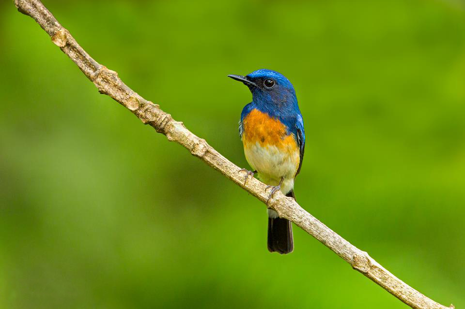 Blue throated Blue flycatcher, Blue Tailed Bee Eater, winter migrant, pollachi papyrus, pollachi, anamalai tiger reserve, anamalais, bee eater, winter visitor, bird watching, valparai, sethumadai, 