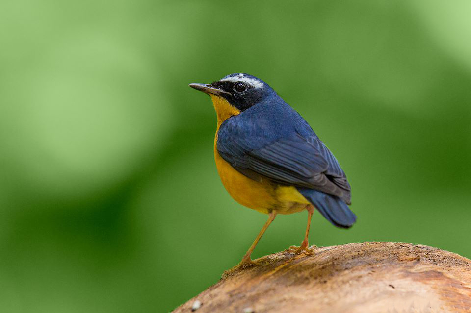 Indian Blue Robin, Blue Tailed Bee Eater, winter migrant, pollachi papyrus, pollachi, anamalai tiger reserve, anamalais, bee eater, winter visitor, bird watching, valparai, sethumadai, 