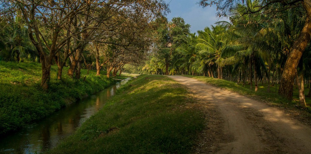 feeder canal road, sethumdai, thadam experiences, village tour, pongal tour, samathur, culture, festival, pongal celebrations, pollachi tourism,