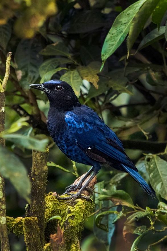 Malabar Whistling Thrush | Credits - Keerthana Balaji