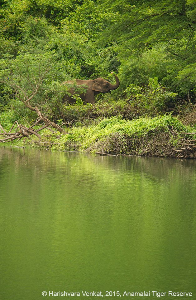 9 Incredible Eco-Tour Moments in the Anamalais - The Pollachi Papyrus, Pollachi Travel Guide, Pollachi Tourism, Valparai, Topslip