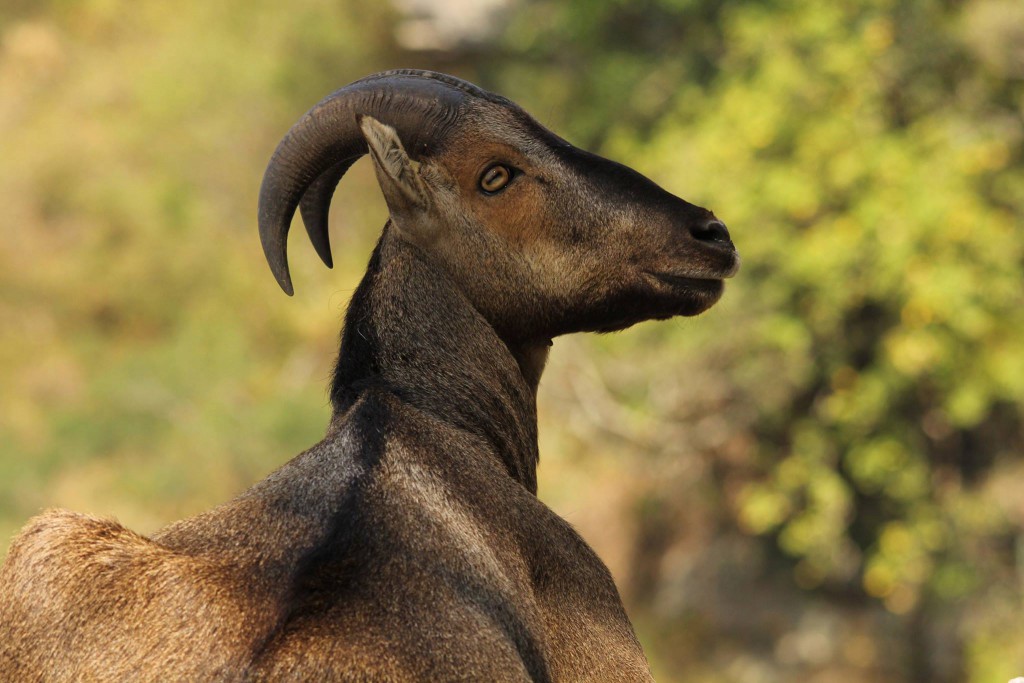 Nilgiri Tahr, Adult Male | Credits - Keerthana Balaji