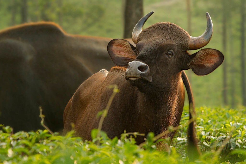 Indian Gaur | Credits - Keerthana Balaji