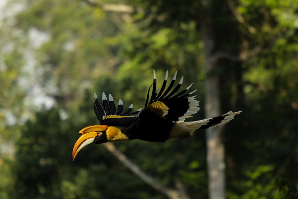 great pied hornbill, great indian hornbill, hornbill watch, birds of anamalais, preening, hornbill nests, tropical rainforests, valparai, topslip, pollachi, NCF, figs, forest fragmentation, loss of habitat, 