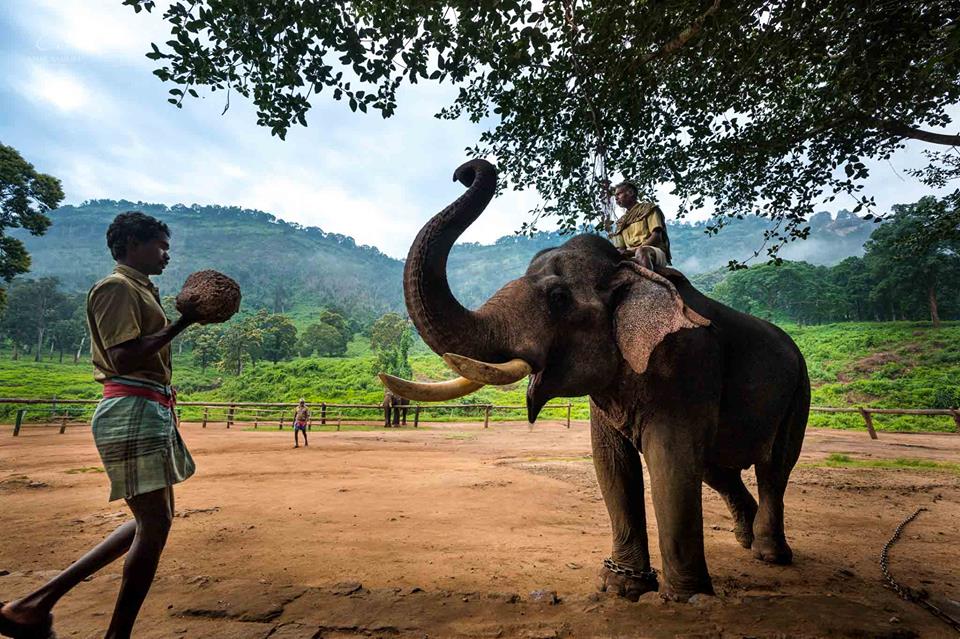 Kozhikamuthi Elephant Camp, captive Elephant Camp, captive elephants, kumki, topslip, anamalais,anamalai tiger reserve, valparai, pollachi, pollachi papyrus, thadam experiences