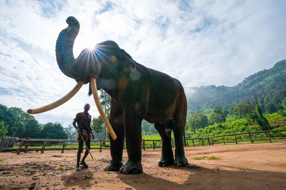 Kozhikamuthi Elephant Camp
