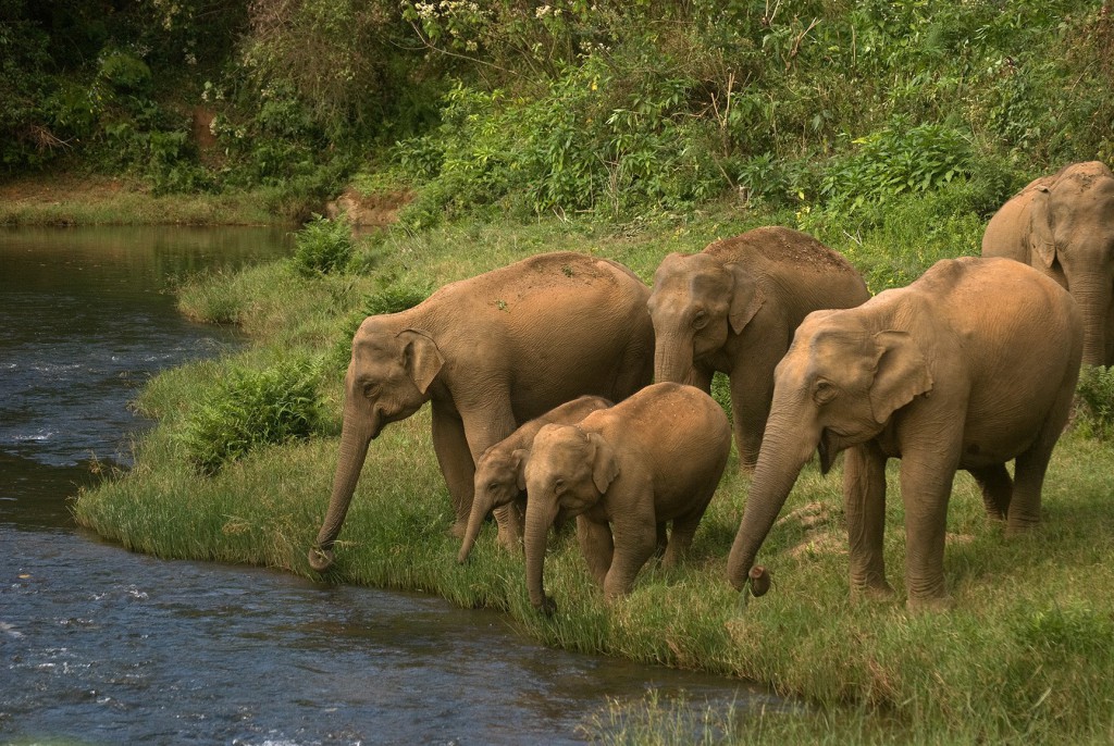 anamalai hills, elephant hills, icons of anamalais, valparai, man animal conflict, nature conservation foundation, forest fragmentation, elephant emotions, gentle giants, elephants, asian elephant,