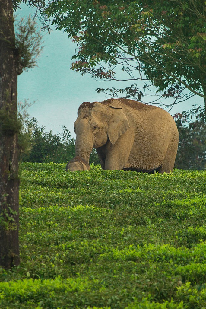 anamalai hills, elephant hills, icons of anamalais, valparai, man animal conflict, nature conservation foundation, forest fragmentation, elephant emotions, gentle giants, elephants, asian elephant,