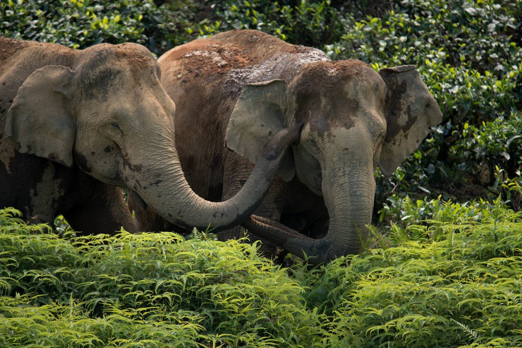 anamalai hills, elephant hills, icons of anamalais, valparai, man animal conflict, nature conservation foundation, forest fragmentation, elephant emotions, gentle giants, elephants, asian elephant,