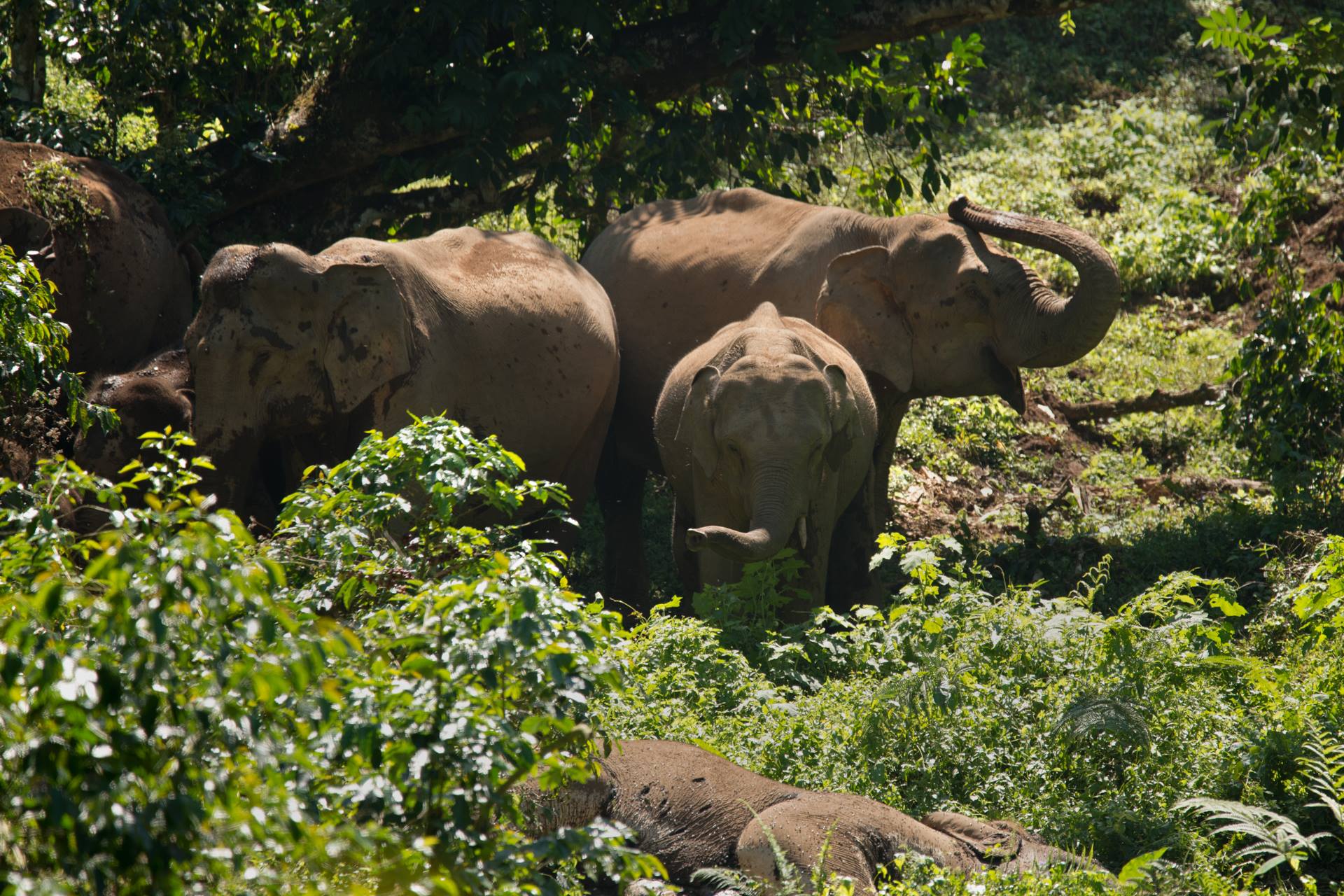 Icons of Anamalais - The Asian Elephant | The Pollachi Papyrus