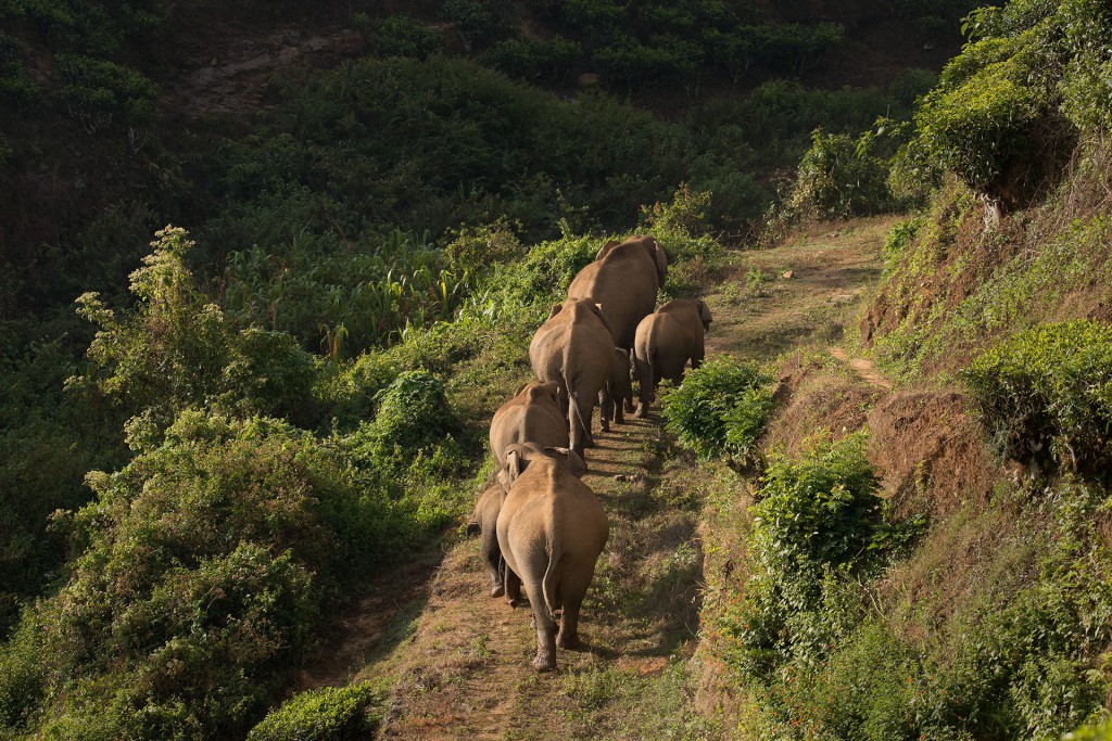 anamalai hills, elephant hills, icons of anamalais, valparai, man animal conflict, nature conservation foundation, forest fragmentation, elephant emotions, gentle giants, elephants, asian elephant,