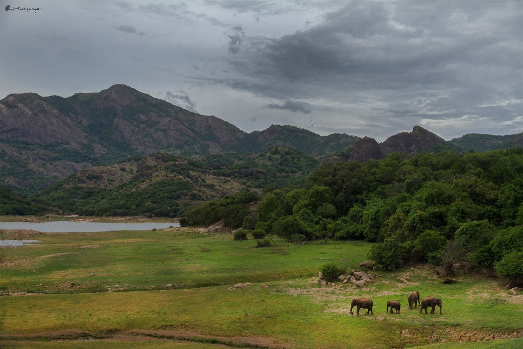 anamalai hills, elephant hills, icons of anamalais, valparai, man animal conflict, nature conservation foundation, forest fragmentation, elephant emotions, gentle giants, elephants, asian elephant,