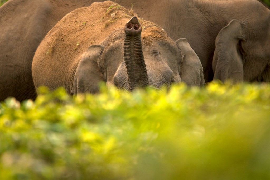 anamalai hills, elephant hills, icons of anamalais, valparai, man animal conflict, nature conservation foundation, forest fragmentation, elephant emotions, gentle giants, elephants, asian elephant,