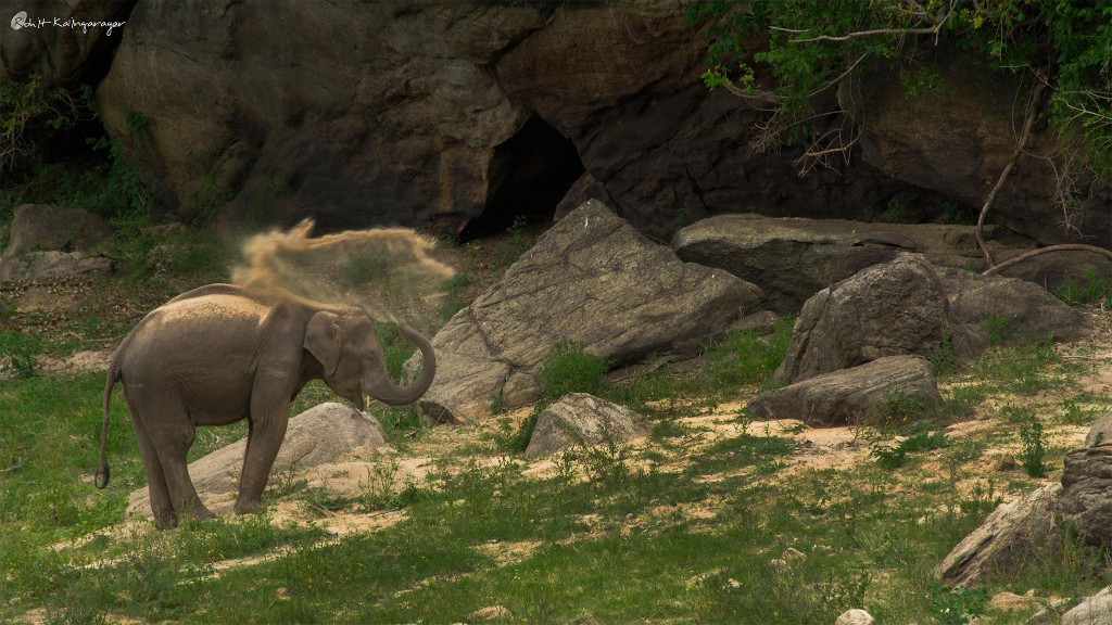 anamalai hills, elephant hills, icons of anamalais, valparai, man animal conflict, nature conservation foundation, forest fragmentation, elephant emotions, gentle giants, elephants, asian elephant,