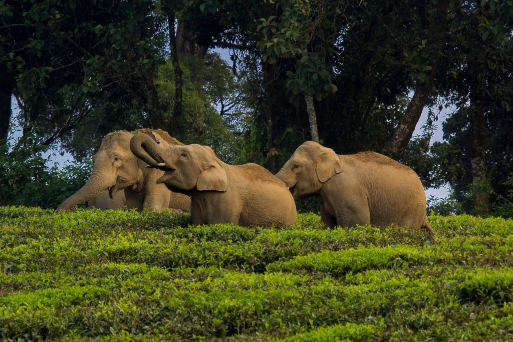 anamalai hills, elephant hills, icons of anamalais, valparai, man animal conflict, nature conservation foundation, forest fragmentation, elephant emotions, gentle giants, elephants, asian elephant,