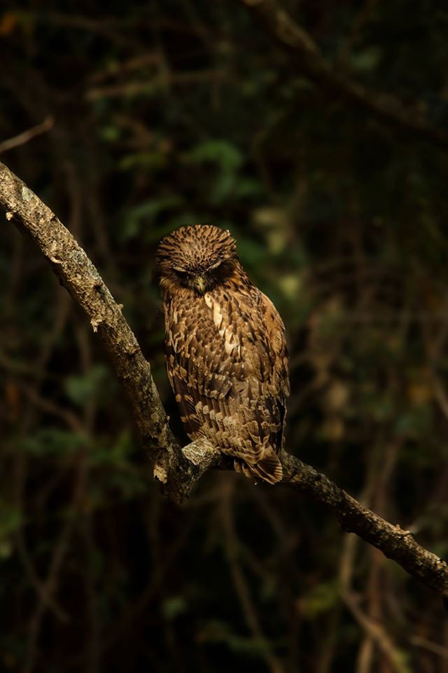 Thadam Nature and Wildlife Photography Tour at TopSlip - The