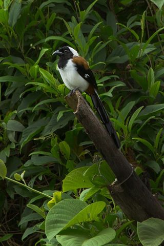 Thadam Nature and Wildlife Photography Tour at TopSlip - The Pollachi  Papyrus, Pollachi Travel Guide, Pollachi Tourism, Valparai, Topslip