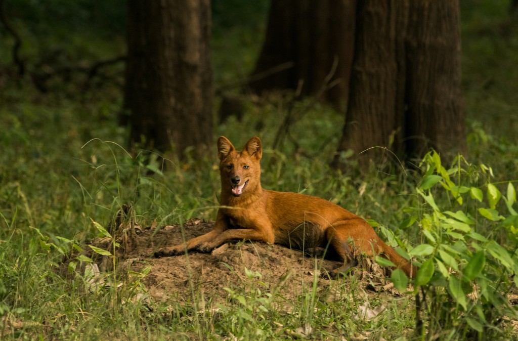 Thadam Nature and Wildlife Photography Tour at TopSlip - The Pollachi  Papyrus, Pollachi Travel Guide, Pollachi Tourism, Valparai, Topslip