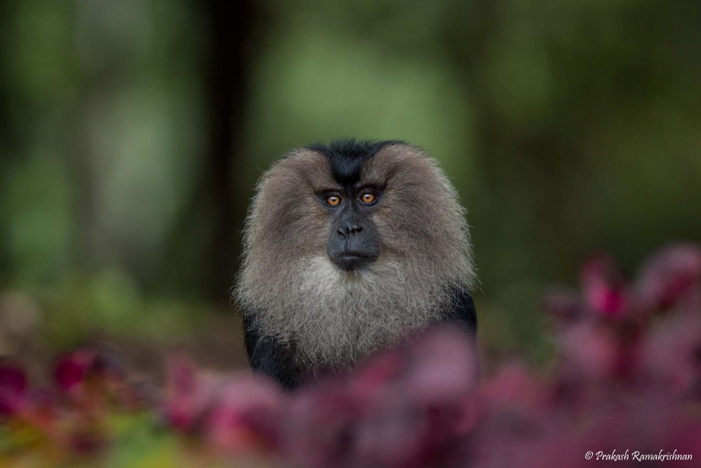 people of pollachi, dharmaraj, lion tailed macaques, nature conservation foundation, conservation, watchers, wildlife guardians, valparai, anamalai tiger reserve, go slow, pollachi, pollachi papyrus, responsible tourism