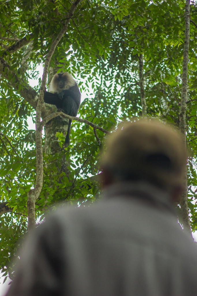 people of pollachi, dharmaraj, lion tailed macaques, nature conservation foundation, conservation, watchers, wildlife guardians, valparai, anamalai tiger reserve, go slow, pollachi, pollachi papyrus, responsible tourism