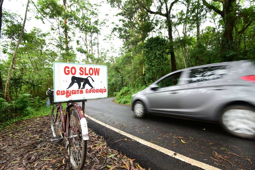 people of pollachi, dharmaraj, lion tailed macaques, nature conservation foundation, conservation, watchers, wildlife guardians, valparai, anamalai tiger reserve, go slow, pollachi, pollachi papyrus, responsible tourism