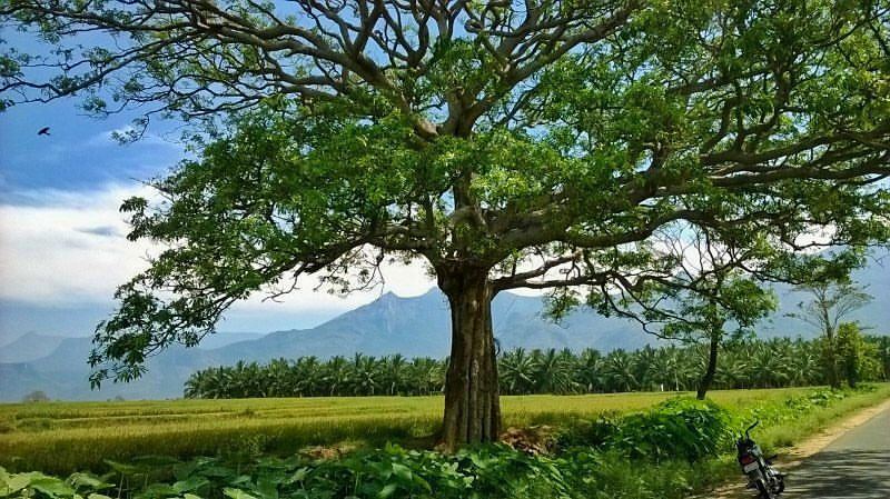 pollachi road, tree tunnel, tree canopy, beautiful roads, save our trees, pollachi papyrus, urban canopy, tree cutting, road widening, valparai, sethumadai, aliyar road, anamalai, ambarampalayam