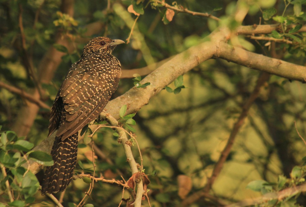 pollachi papyrus, pollachi roads, pollachi trees, trees of pollachi, urban canopy, karthikeyan srinivasan, save our trees, road widening, road expansion, importance of roadside trees,  asian koel female