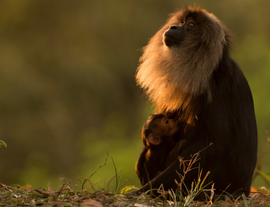 people of pollachi, dharmaraj, lion tailed macaques, nature conservation foundation, conservation, watchers, wildlife guardians, valparai, anamalai tiger reserve, go slow, pollachi, pollachi papyrus, responsible tourism