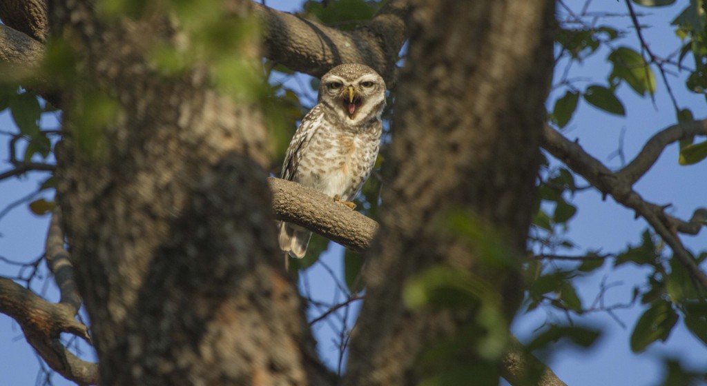 pollachi papyrus, pollachi roads, pollachi trees, trees of pollachi, urban canopy, karthikeyan srinivasan, save our trees, road widening, road expansion, importance of roadside trees, spotted owlet